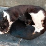 Mother cat and her kitten sleeping close together on the ground.