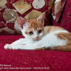 Injured Cat Rescue
