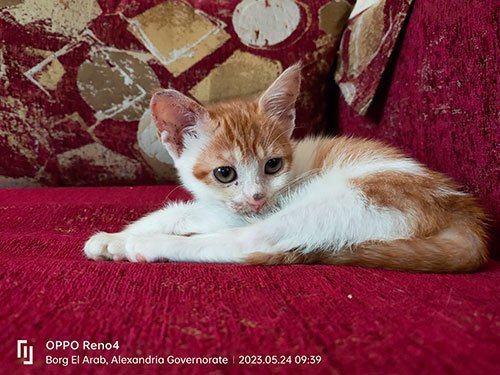 Injured Cat Rescue
