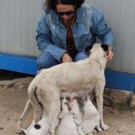 Tender Foundation For Care & Animal Rescue