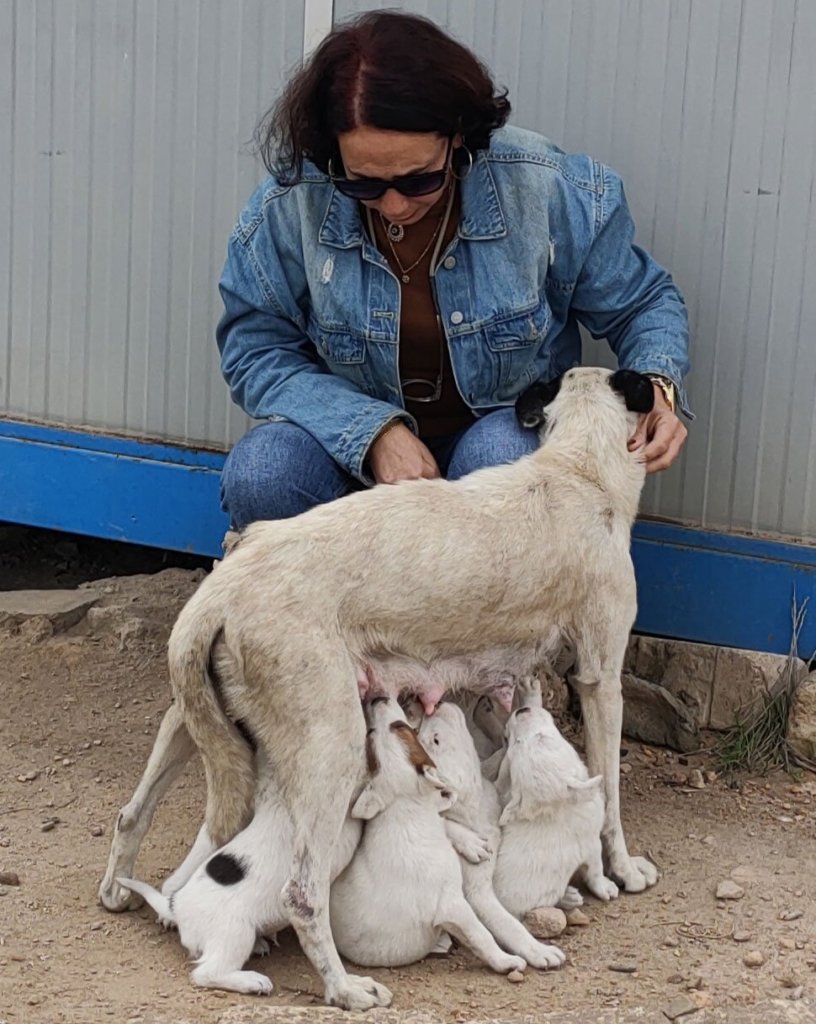 Tender Foundation For Care & Animal Rescue