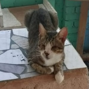 Blind Cat