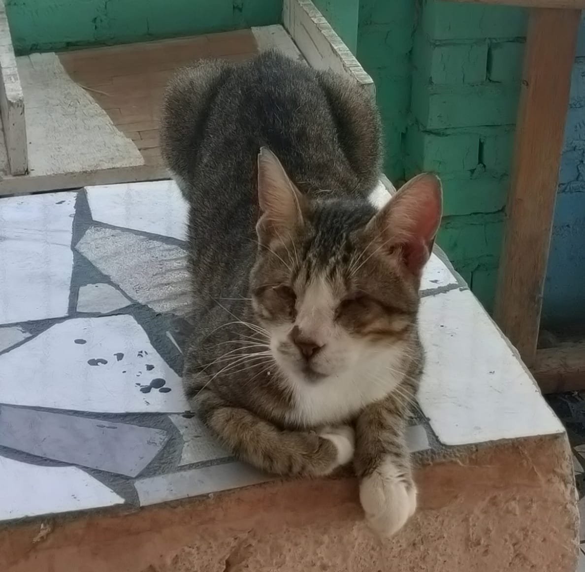 Blind Cat