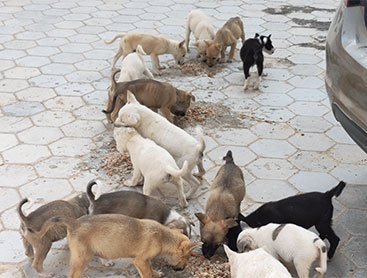 Feeding dogs