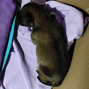 Orphan Puppy