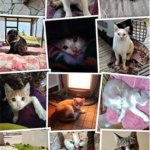 Collage of thirteen cats with varied colors and patterns, lounging on blankets, near heaters, or on pavement, in both indoor and outdoor settings. صورة مجمعة لثلاثة عشر قطة بألوان وأنماط مختلفة، بعضها مستلقٍ على بطانيات، وبعضها بجوار المدفأة أو على الرصيف، في بيئات داخلية وخارجية.