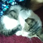 قطة نائمة بشكل دائري على الأريكة | Sleeping tabby and white cat curled up on a sofa.