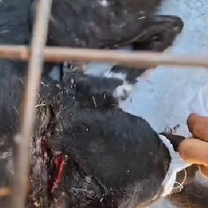 A person cleaning and treating a deep wound on an injured animal inside a cage.