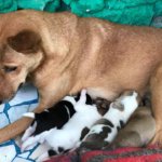 Mother dog nursing her newborn puppies كلبة ترضع جراءها حديثي الولادة