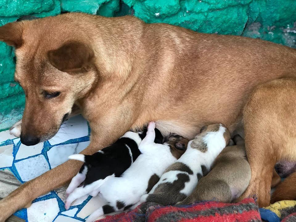 Mother dog nursing her newborn puppies كلبة ترضع جراءها حديثي الولادة