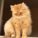 Fluffy orange cat sitting calmly on a window ledge قط برتقالي كثيف الفراء يجلس بهدوء على حافة نافذة