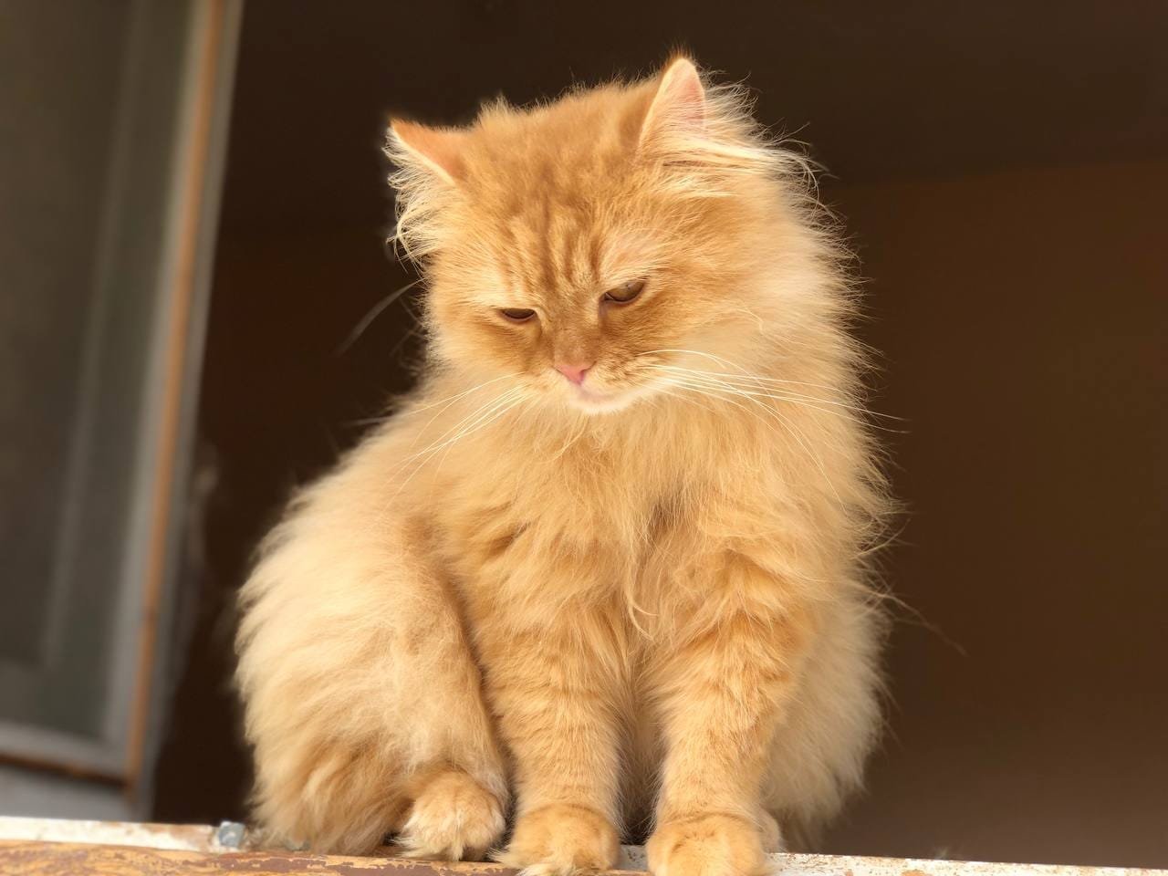 Fluffy orange cat sitting calmly on a window ledge قط برتقالي كثيف الفراء يجلس بهدوء على حافة نافذة