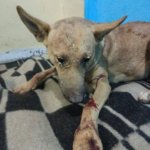 كلب مصاب مستلقي على بطانية مع جروح واضحة في القدم والوجه Injured dog lying on a blanket with visible wounds on its leg and face