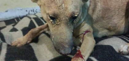 كلب مصاب مستلقي على بطانية مع جروح واضحة في القدم والوجه Injured dog lying on a blanket with visible wounds on its leg and face