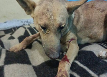 كلب مصاب مستلقي على بطانية مع جروح واضحة في القدم والوجه Injured dog lying on a blanket with visible wounds on its leg and face