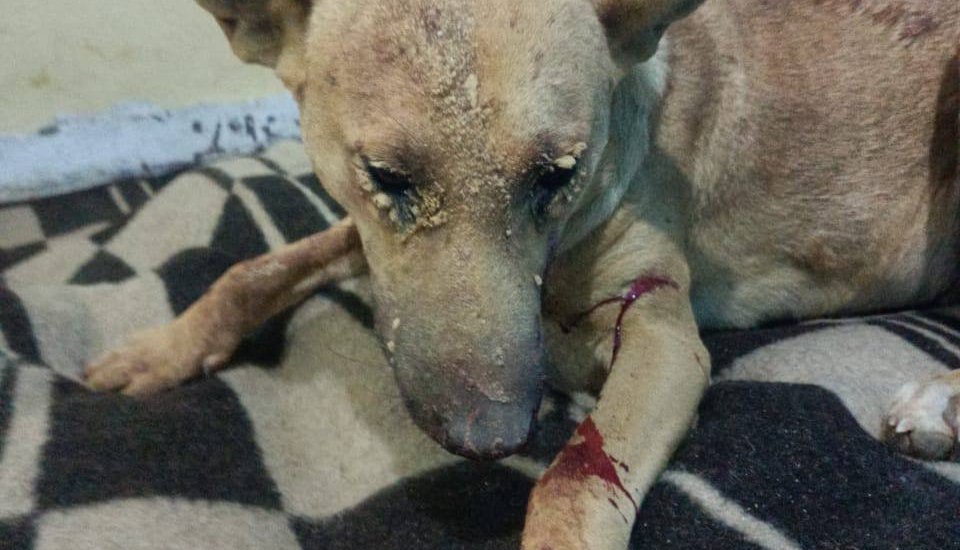 كلب مصاب مستلقي على بطانية مع جروح واضحة في القدم والوجه Injured dog lying on a blanket with visible wounds on its leg and face