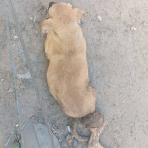 كلب مصاب في رجله الخلفية ملقى على الأرض أثناء محاولة إنقاذه وتقديم العلاج له Injured dog lying on the ground with a severe back leg wound while receiving treatment and care