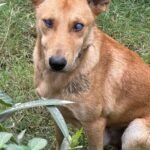 كلب بني أعمى يجلس على العشب في الخارج، تظهر عتامـة واضحة على عينيه A blind brown dog sitting on the grass outdoors, with visible cloudiness in his eyes