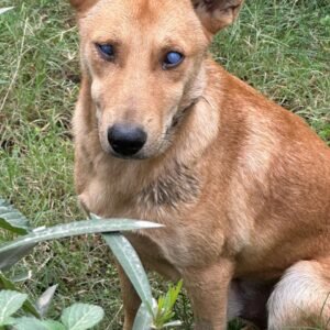 كلب بني أعمى يجلس على العشب في الخارج، تظهر عتامـة واضحة على عينيه A blind brown dog sitting on the grass outdoors, with visible cloudiness in his eyes