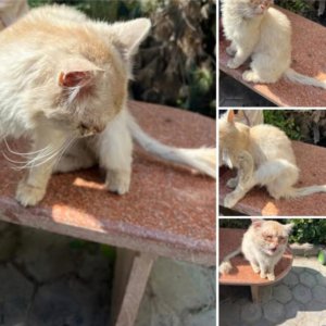 قطة بيضاء ضعيفة ومريضة تم إنقاذها بعد العثور عليها في حالة سيئة وتلقيها الرعاية. A weak and sick white cat rescued after being found in poor condition and receiving care
