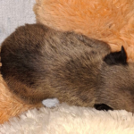 The puppies and kittens