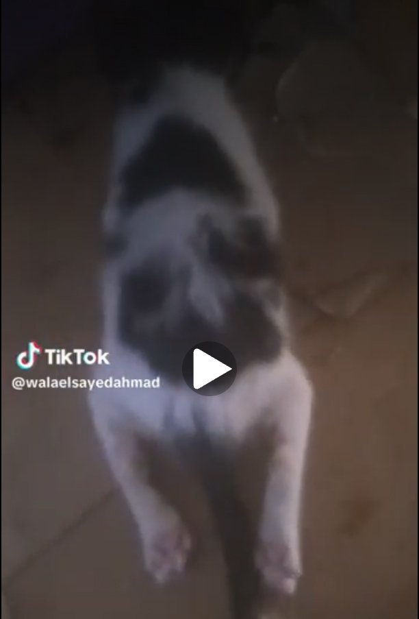 إنقاذ القط سيمبا